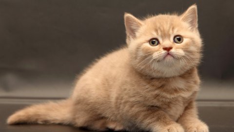 Котенок, бритон, милый
