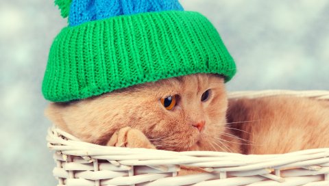 Кошка, шляпа, кружка, корзина