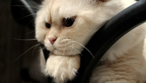 Шотландская складка, кошка, лицо, жир