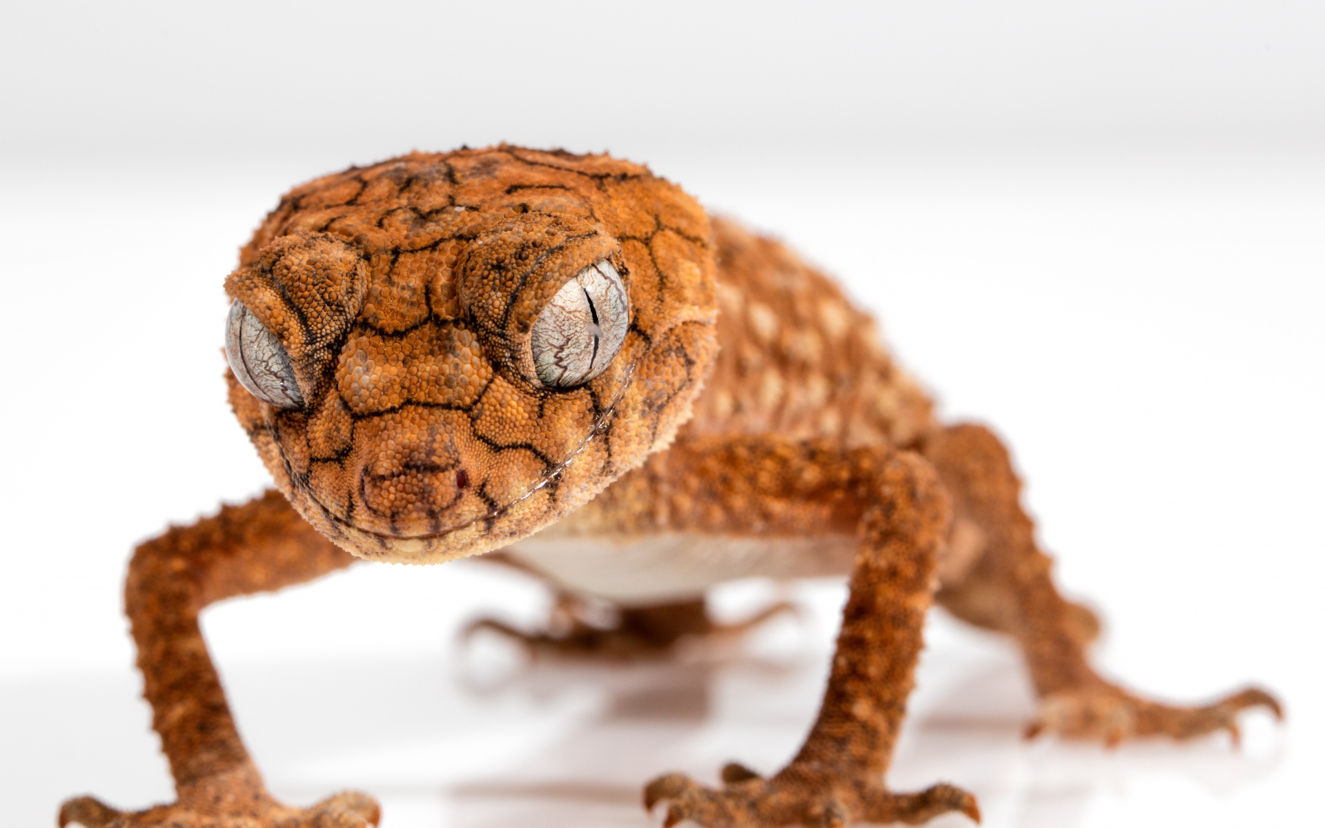Картинки Gecko, рептилия, ящерица, крупный план фото и обои на рабочий стол