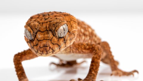 Gecko, рептилия, ящерица, крупный план