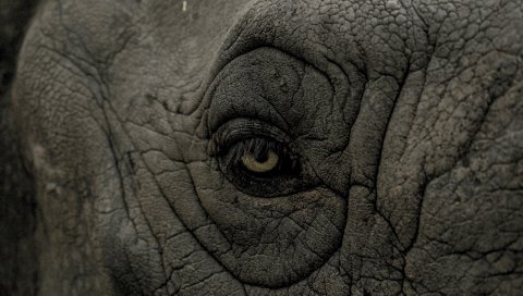 Носорог, глаз, морщины