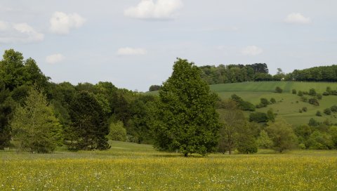 Германия, лес, трава