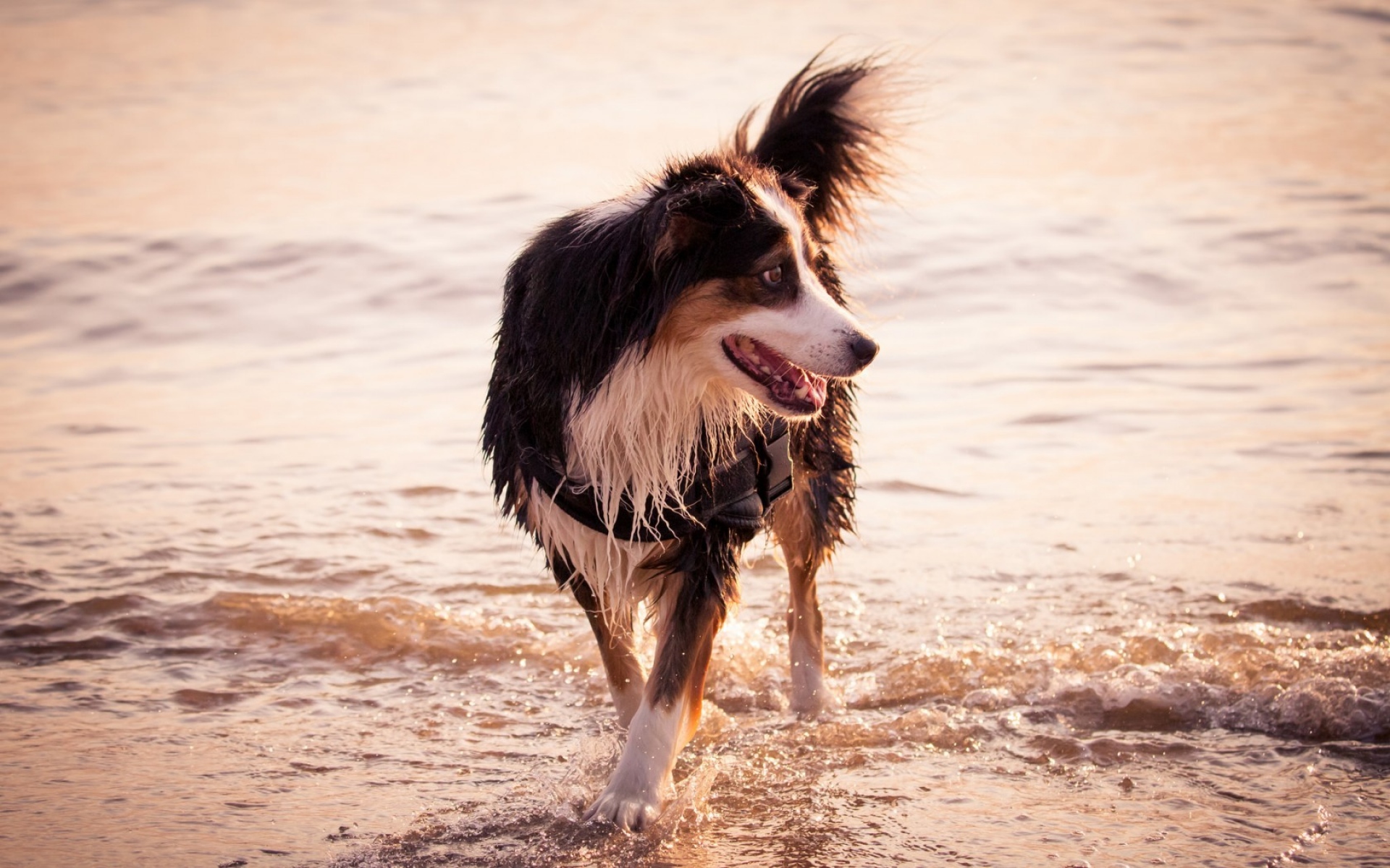 Картинки Собака, море, берег, прогулка фото и обои на рабочий стол