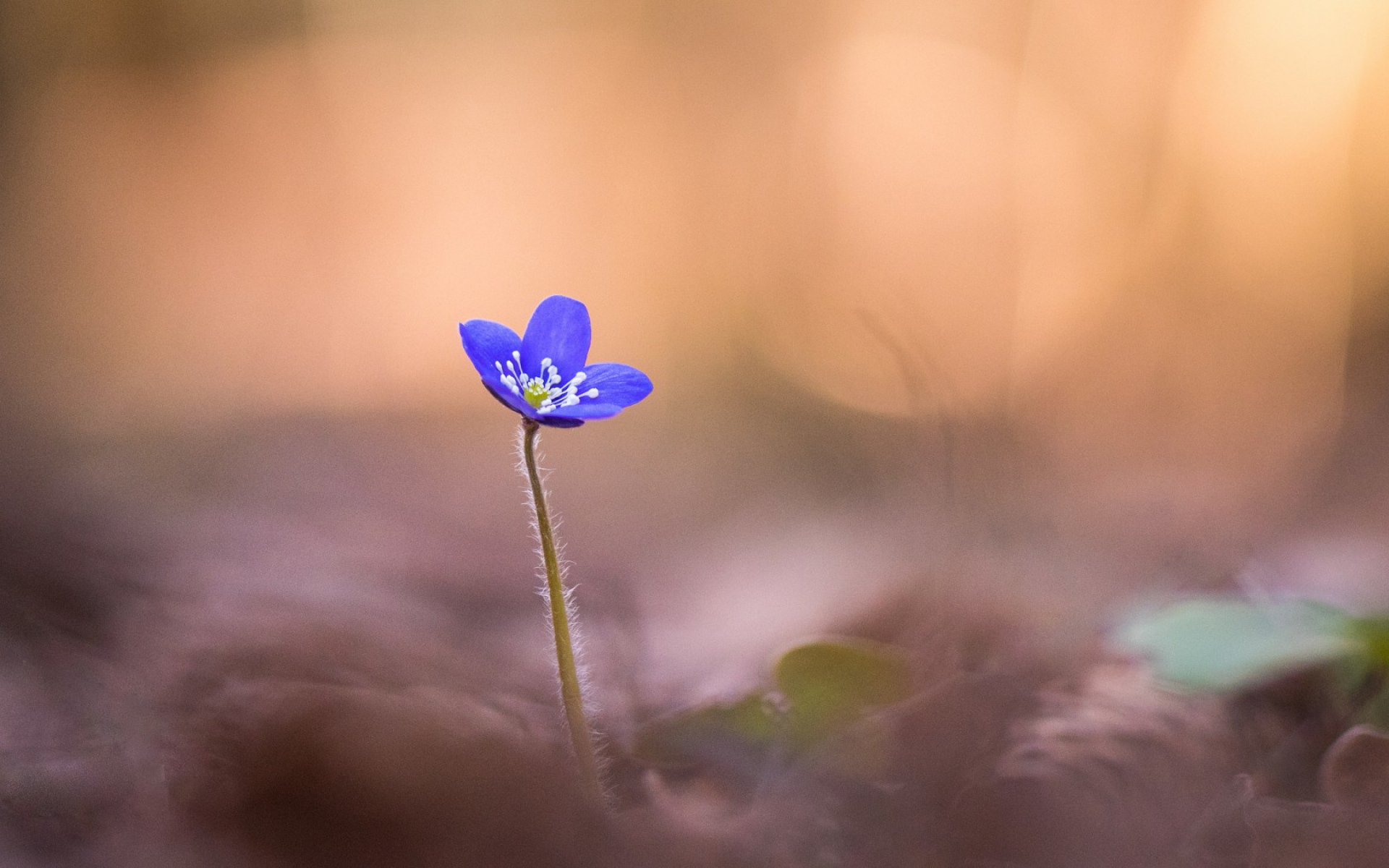 Картинки Анемон hepatica, цветок, размытие, макро, лепестки фото и обои на рабочий стол