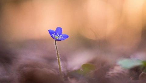Анемон hepatica, цветок, размытие, макро, лепестки