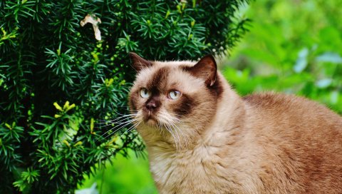 Британская короткошерстная кошка, кошка, ветви