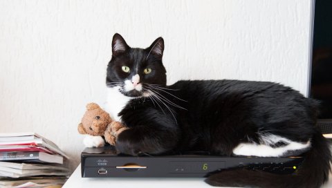 Кошка, игрушка, красивая, ложь