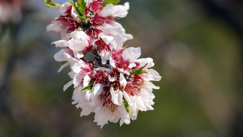 Цветок, ветка, лепестки