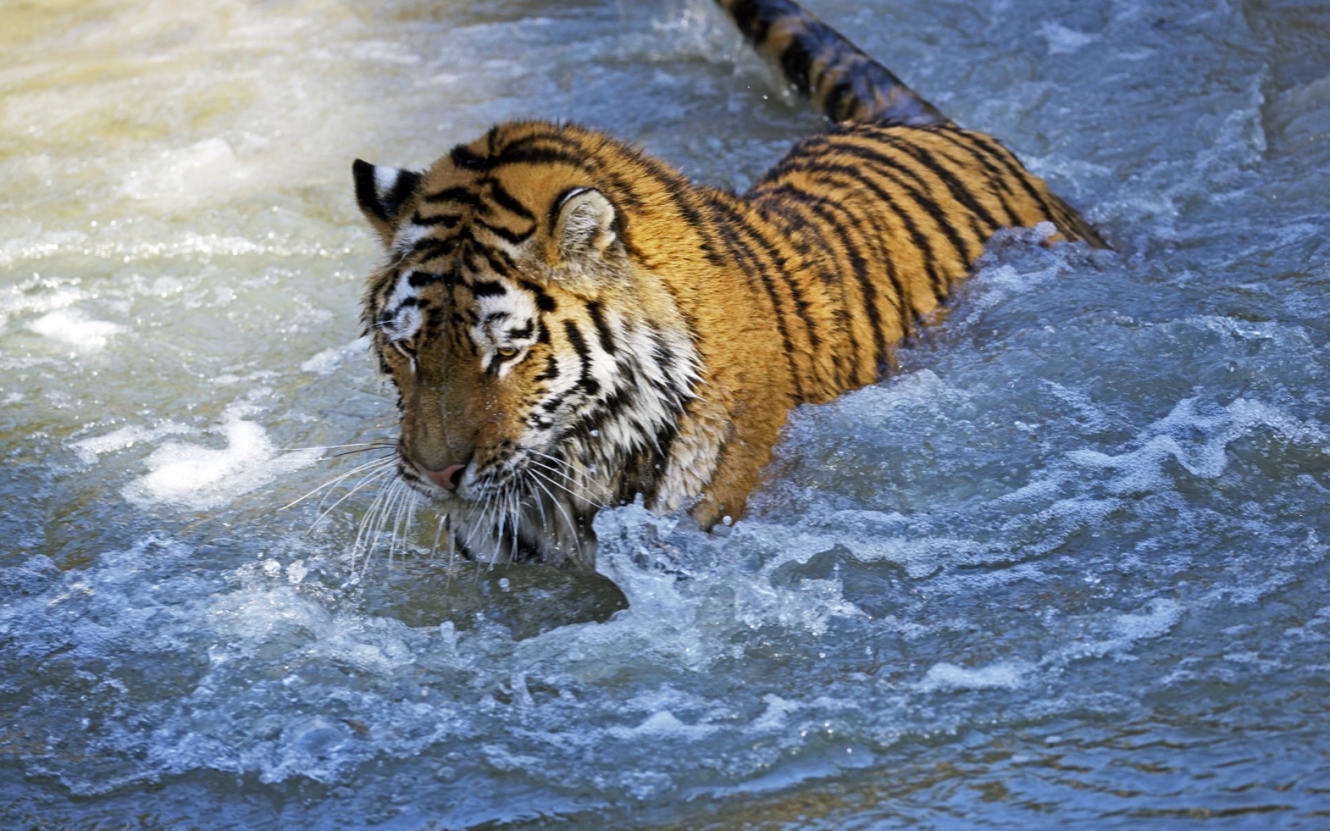 Амурский тигр плавает