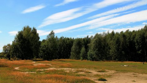 Деревья, лес, трава, осень