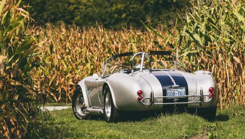 Shelby, cobra, вид сзади, авто