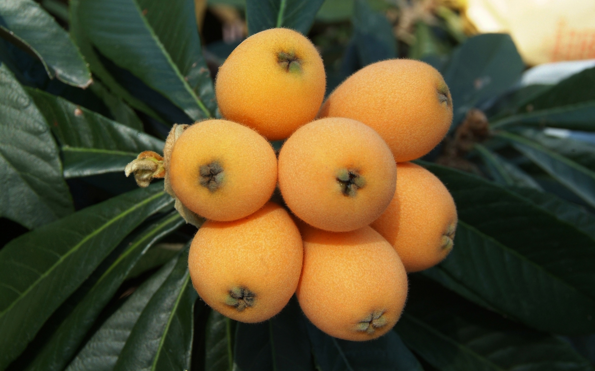 Картинки Loquat, китайская слива, фрукты, веточка фото и обои на рабочий стол