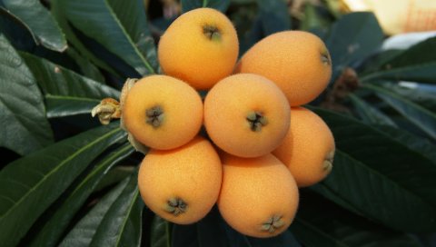 Loquat, китайская слива, фрукты, веточка