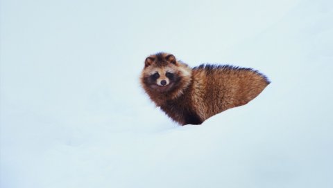 Енотовидная собака, собака, снег
