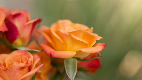 Розы, лепестки, размытие, крупный план