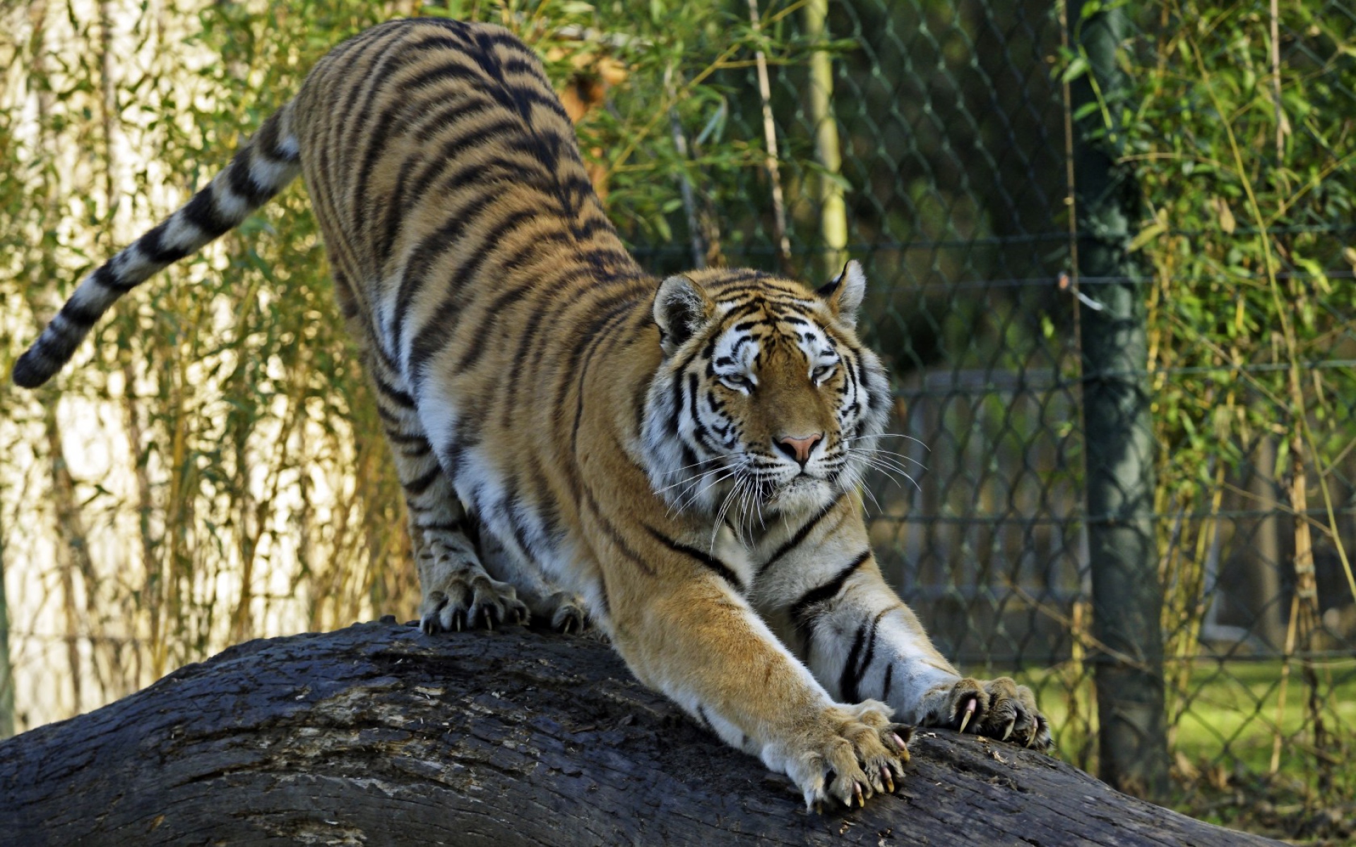 Картинки Амурский тигр, тигр, хищник, большой кот фото и обои на рабочий стол