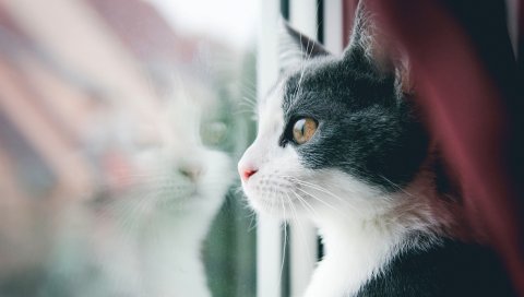 Кошка, окно, отражение, морда