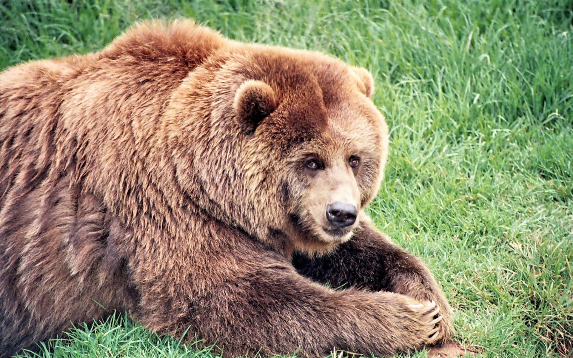 Картинки Бурый медведь, медведь, толстый, трава фото и обои на рабочий стол
