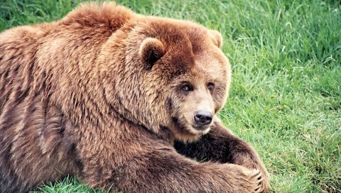 Бурый медведь, медведь, толстый, трава