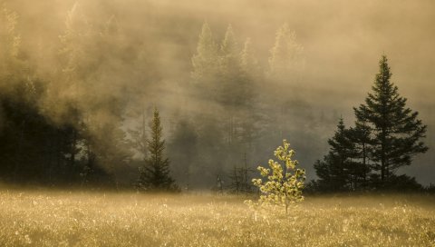 Лес, деревья, трава, туман