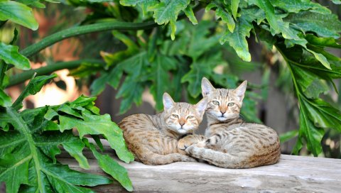 Кошки, пара, полосатые, ложь