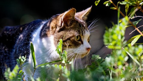 Кошка, трава, вид, прогулка