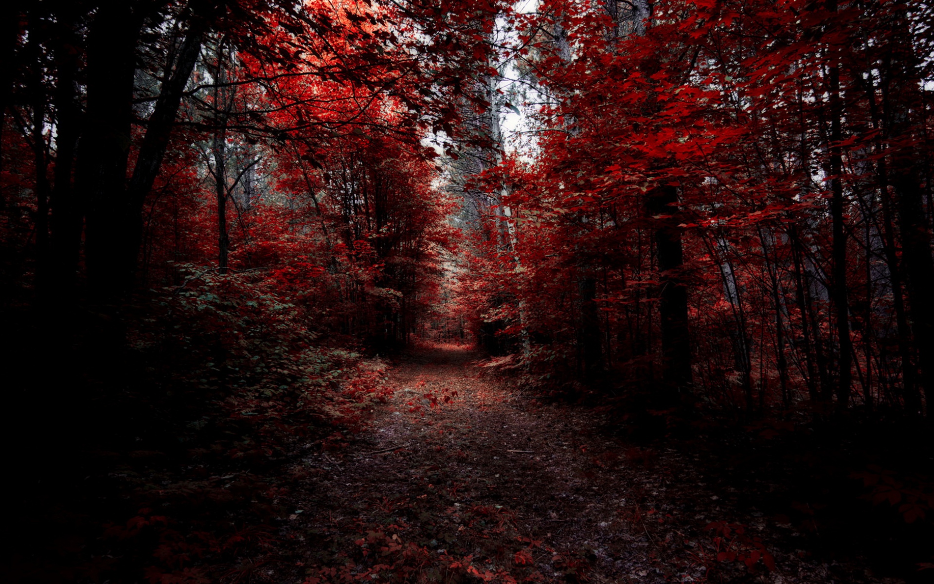 Красный Лес Обои