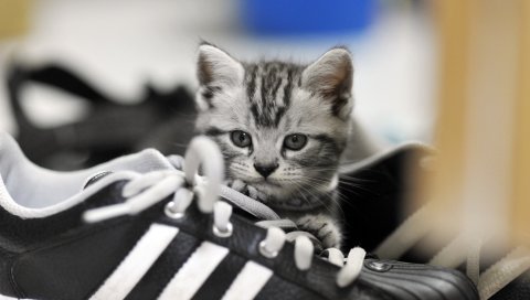 Котенок, кроссовки, серый