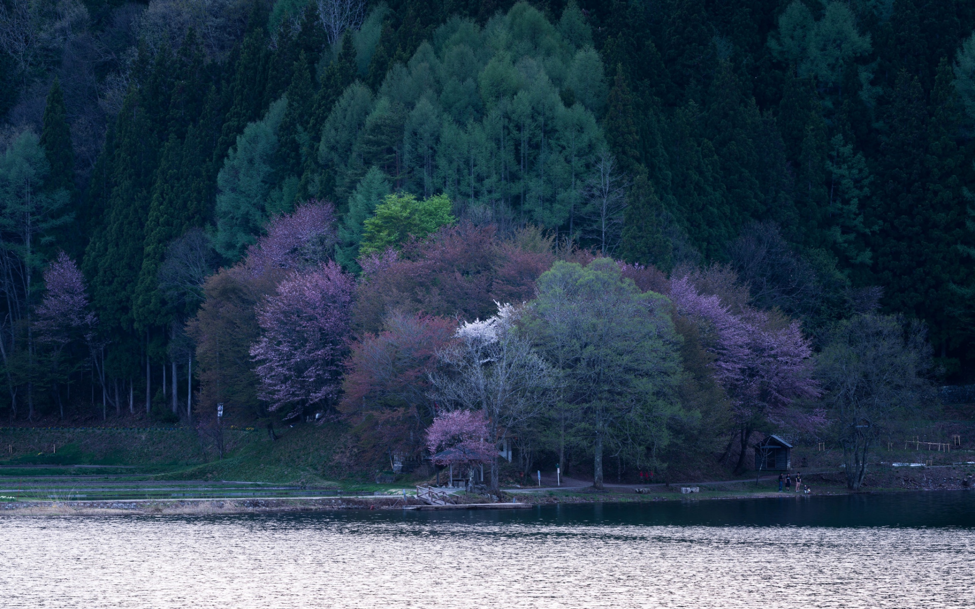 Картинки Озеро, деревья, цветение фото и обои на рабочий стол