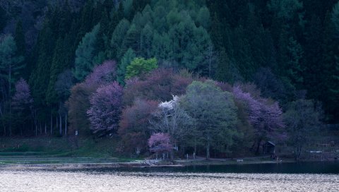 Озеро, деревья, цветение