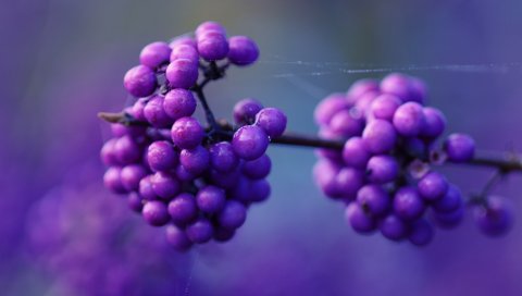 Ягода, ветка, сирень