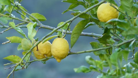 Лимоны, фрукты, дерево, ветка