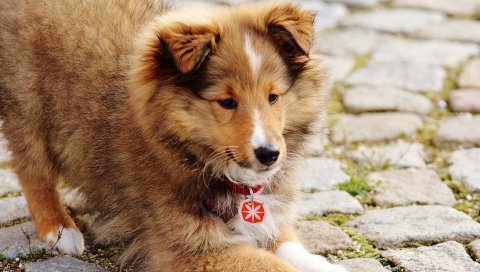 Колли, мини-колли, собака, милый