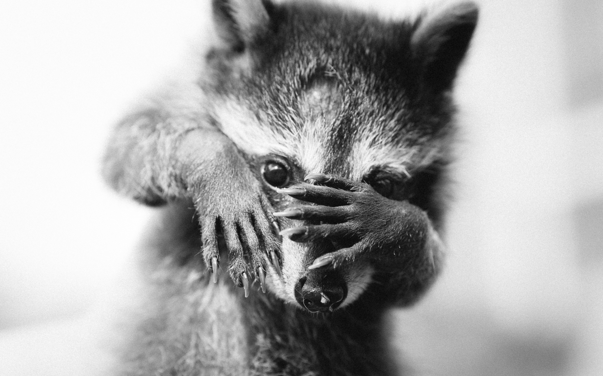 Картинки Енот, bw, животное, страх фото и обои на рабочий стол