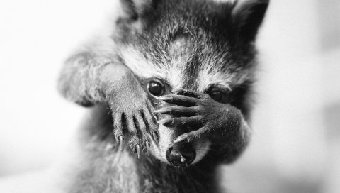 Енот, bw, животное, страх