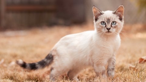 котенок, милый, ходить