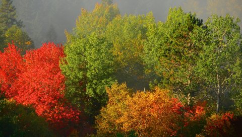 Деревья, осень, листва, туман