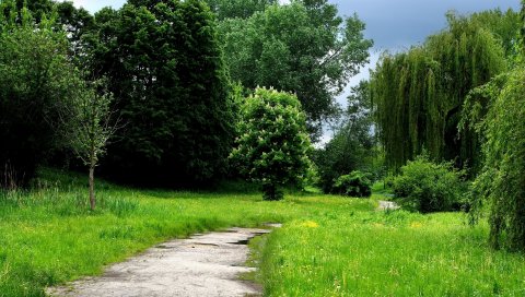 Трава, лес, деревья, тропа