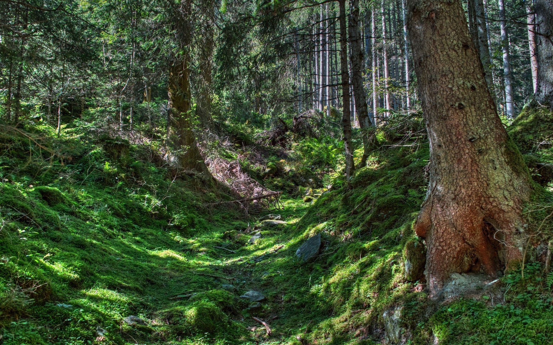 Картинки Лес, деревья, трава, hdr фото и обои на рабочий стол