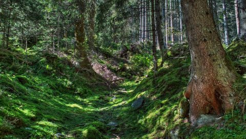 Лес, деревья, трава, hdr