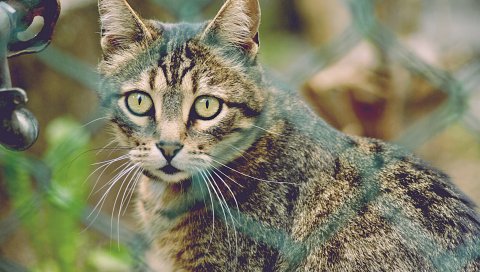 Кошка, сетка, полосатый, вид