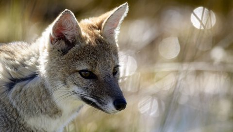 Степная лиса, корсак, блики