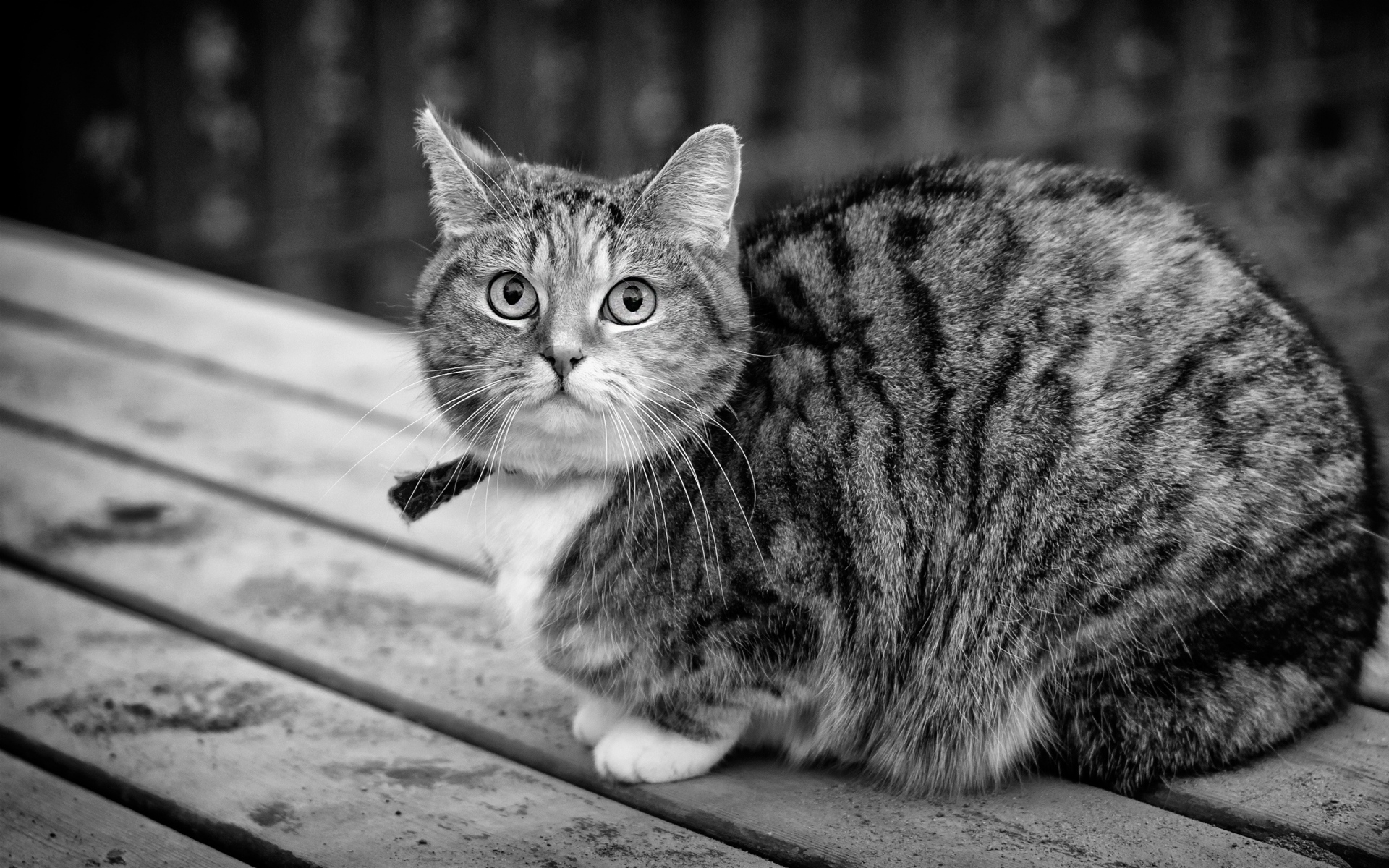 Картинки Кошка, табби, сидя, bw фото и обои на рабочий стол