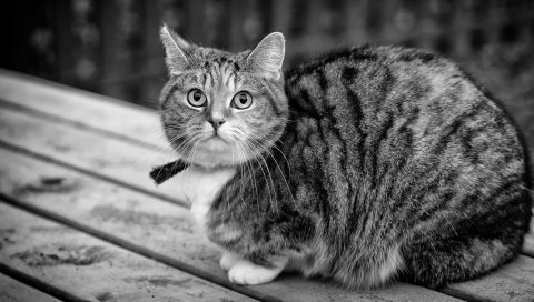 Кошка, табби, сидя, bw