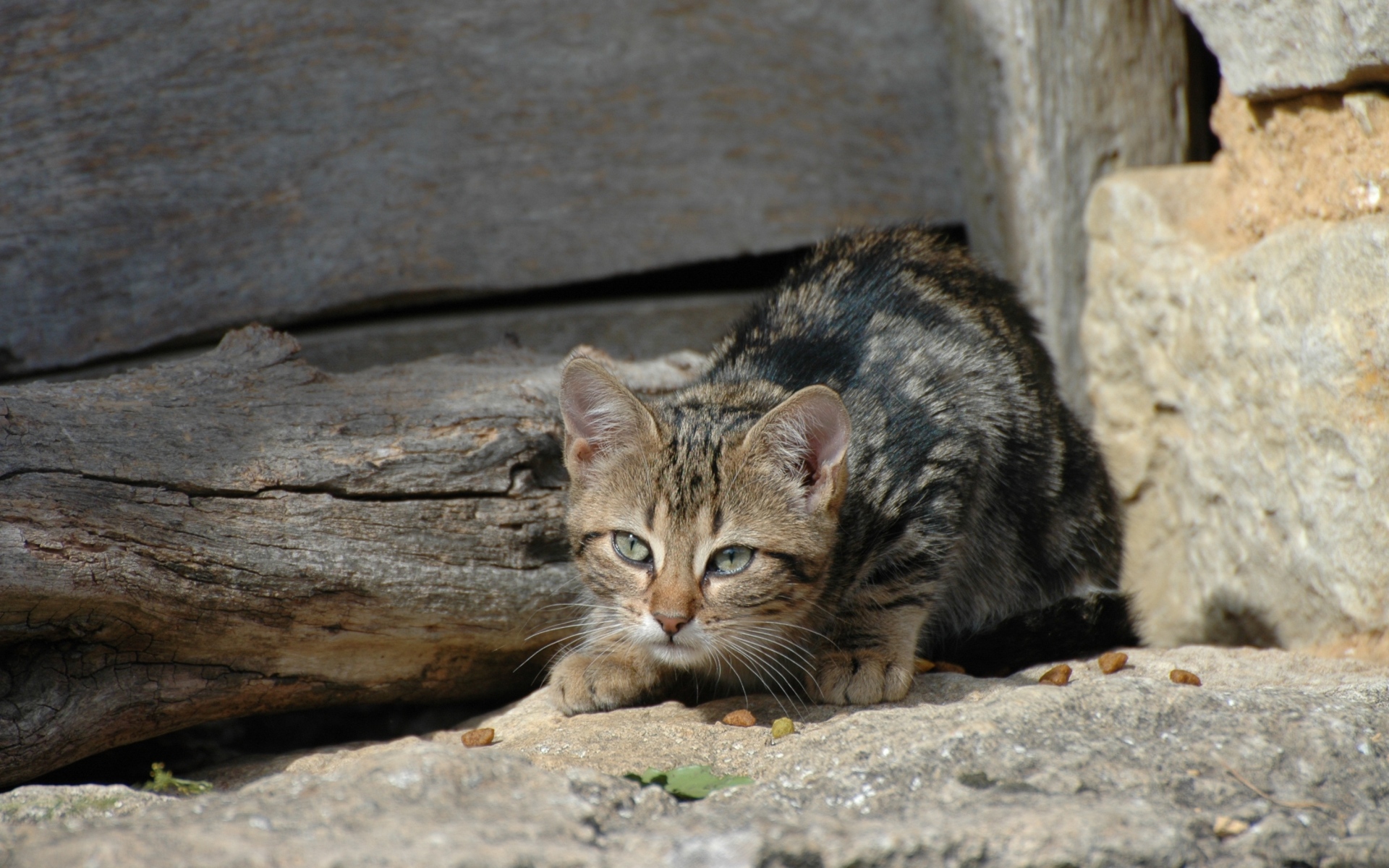 Картинки Кошка, котенок, табби, сокрытие фото и обои на рабочий стол