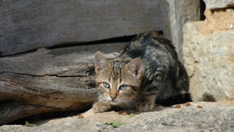 Кошка, котенок, табби, сокрытие
