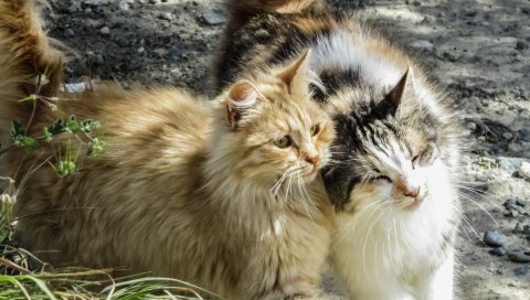Кошки, пара, пушистые