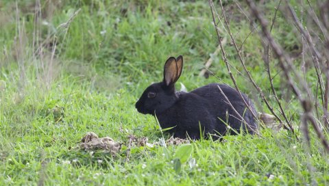 Дикий кролик, кролик, трава