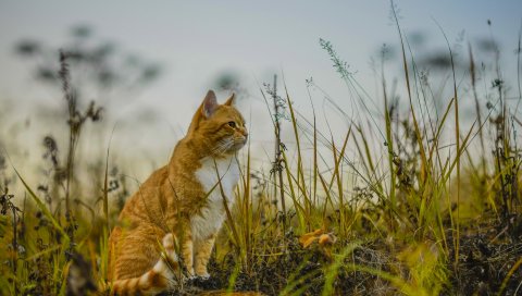 Кошка, трава, небо, сидя